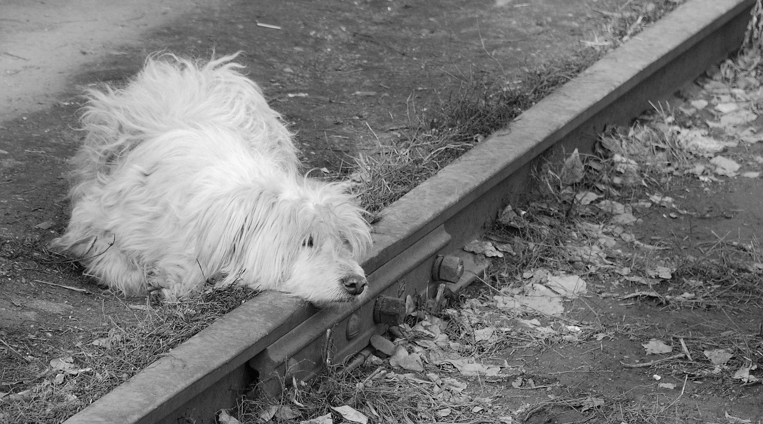 Dog on Railroad Tracks